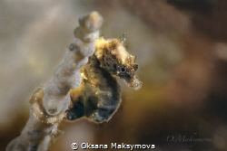Pontoh's pygmy seahorse (Hippocampus pontohi)
 by Oksana Maksymova 